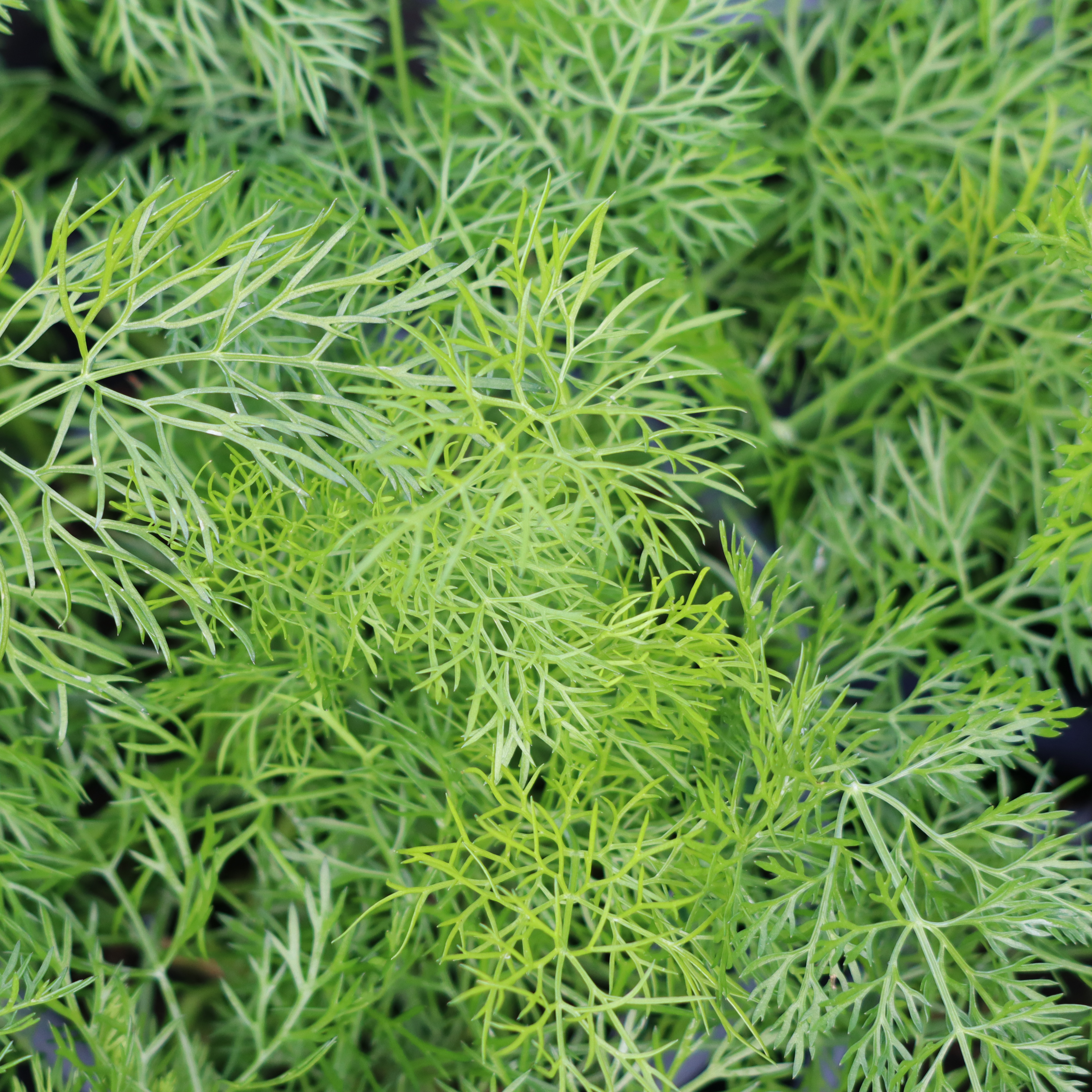 Fennel Common